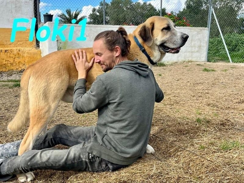 Floki1 geb. 10/2023 (ESP) - ausgeglichener, großer Mastín Español sucht Rassefans!