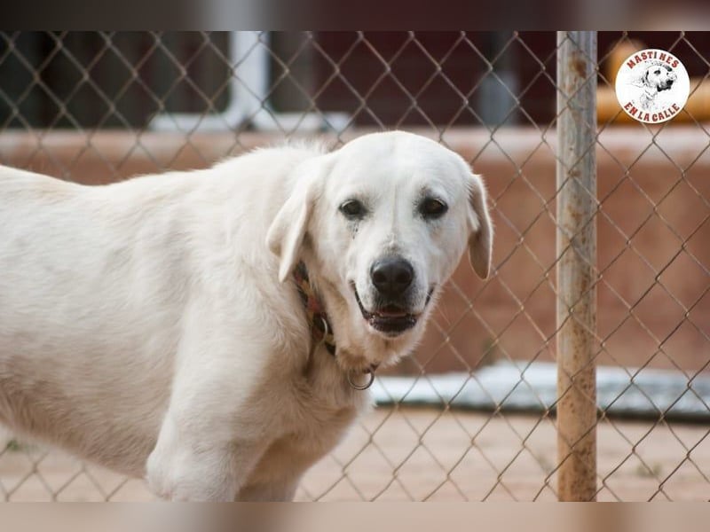 Shiva2 geb. 10/2020 (ESP) - sanftmütige, ausgeglichene und menschenbezogene Mastín Español Hündin!