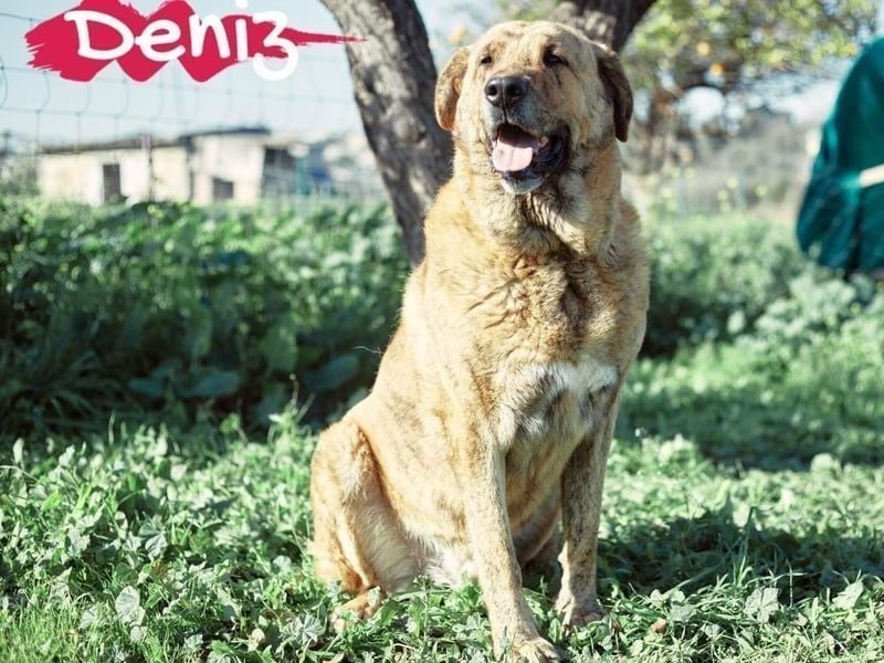 Deniz geb. 09/2020 (ESP) - treuer, aufmerksamer und gehorsamer, großer Mastín Español!