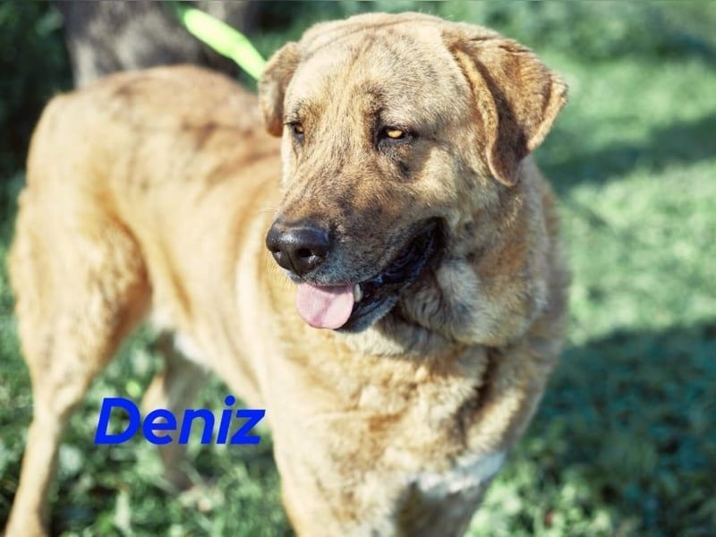 Deniz geb. 09/2020 (ESP) - treuer, aufmerksamer und gehorsamer, großer Mastín Español!