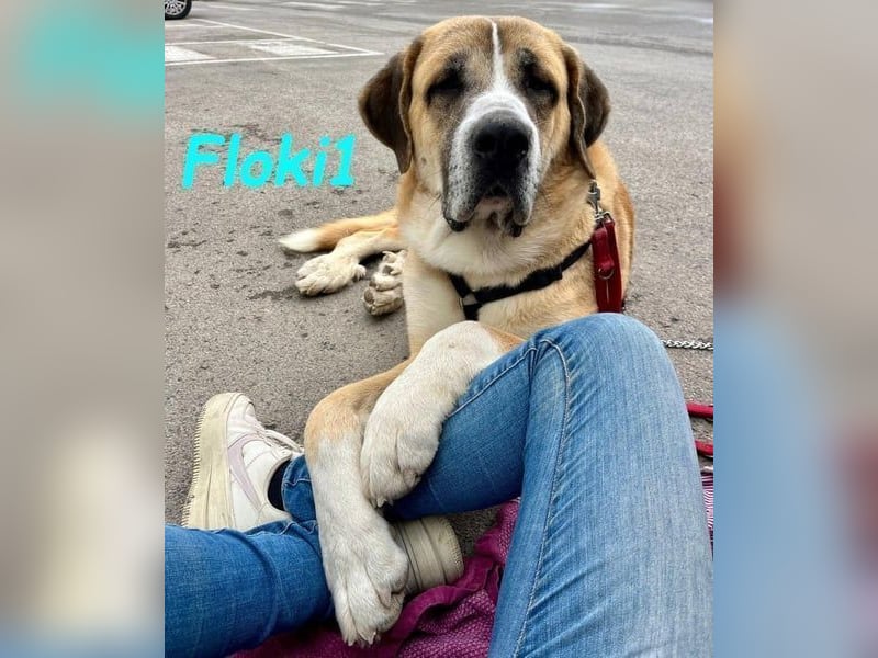 Floki1 geb. 10/2023 (ESP) - ausgeglichener, großer Mastín Español sucht Rassefans!