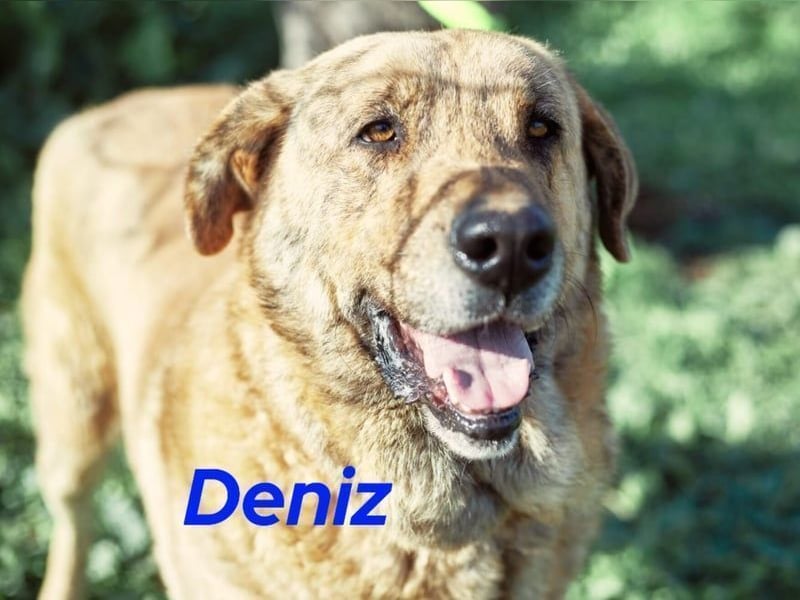 Deniz geb. 09/2020 (ESP) - treuer, aufmerksamer und gehorsamer, großer Mastín Español!