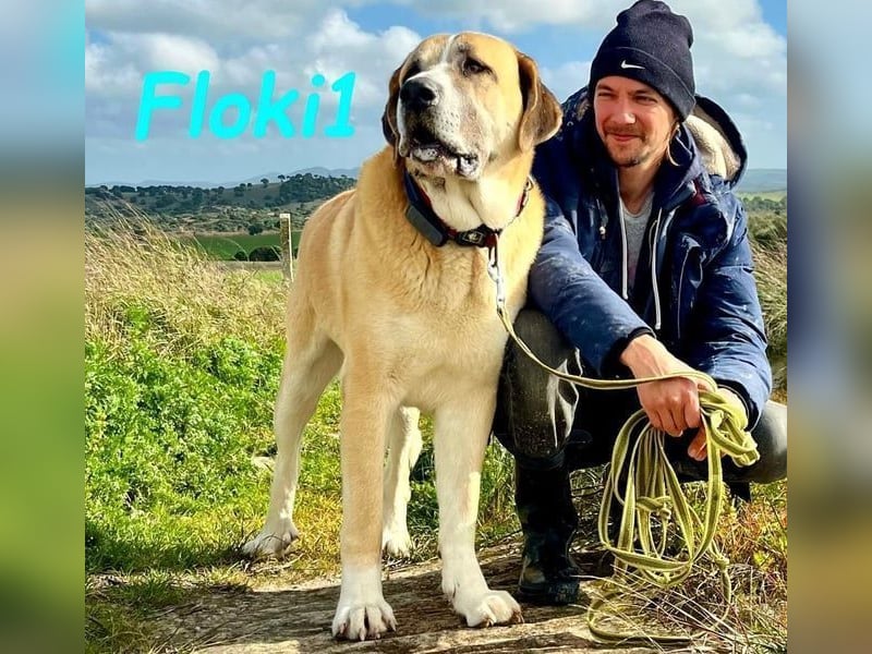 Floki1 geb. 10/2023 (ESP) - ausgeglichener, großer Mastín Español sucht Rassefans!