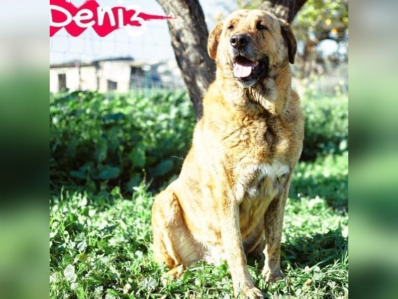 Deniz geb. 09/2020 (ESP) - treuer, aufmerksamer und gehorsamer, großer Mastín Español!