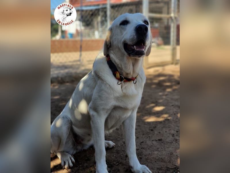 Shiva2 geb. 10/2020 (ESP) - sanftmütige, ausgeglichene und menschenbezogene Mastín Español Hündin!