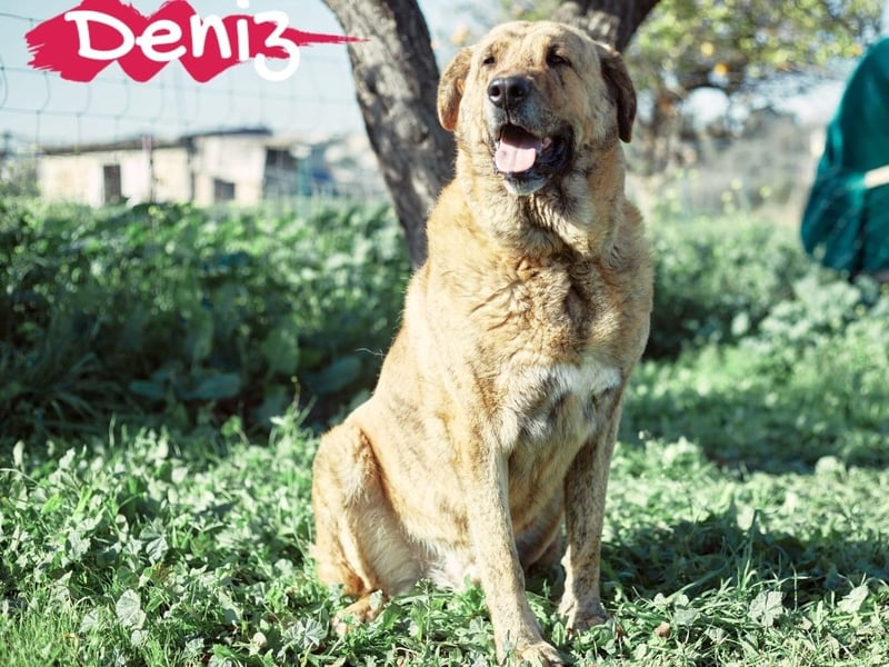 Deniz geb. 09/2020 (ESP) - treuer, aufmerksamer und gehorsamer, großer Mastín Español!