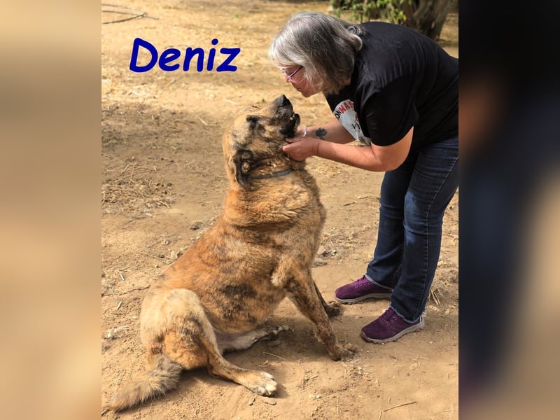 Deniz geb. 09/2020 (ESP) - treuer, aufmerksamer und gehorsamer, großer Mastín Español!