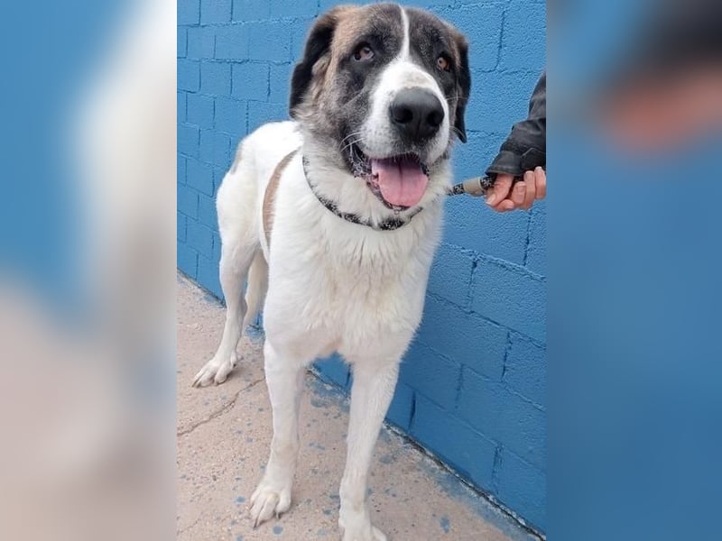 SALSA- Die freundliche und soziale Hündin