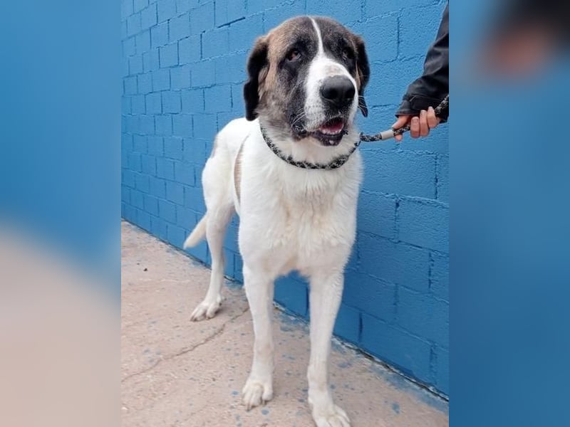 SALSA- Die freundliche und soziale Hündin