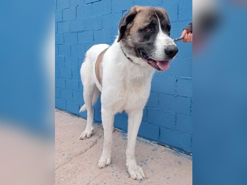 SALSA- Die freundliche und soziale Hündin