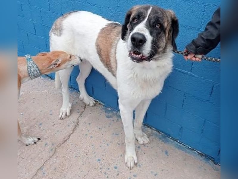 SALSA- Die freundliche und soziale Hündin