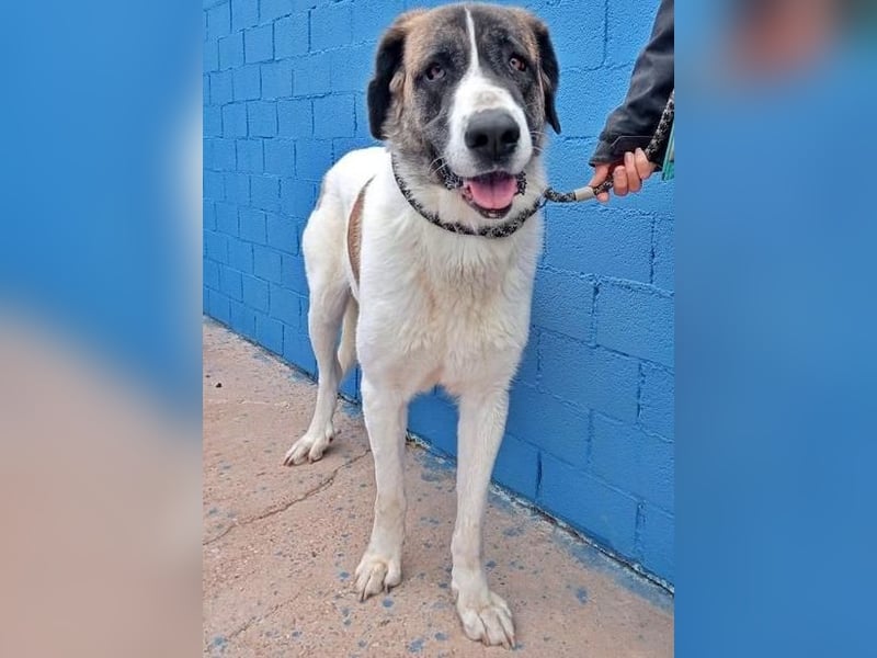 SALSA- Die freundliche und soziale Hündin