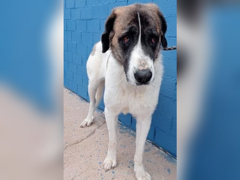 SALSA- Die freundliche und soziale Hündin