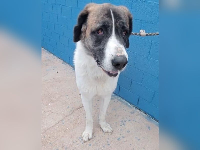 SALSA- Die freundliche und soziale Hündin