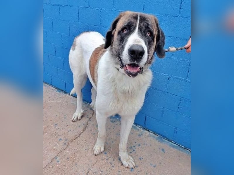 SALSA- Die freundliche und soziale Hündin