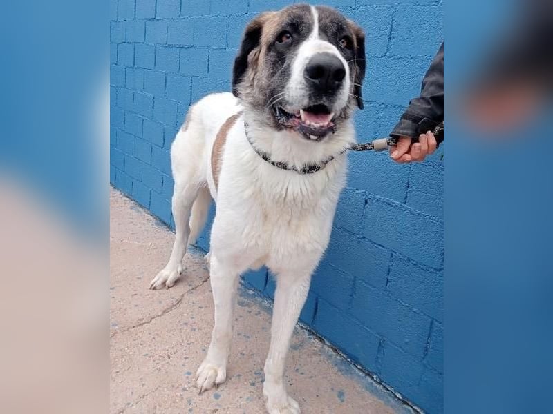 SALSA- Die freundliche und soziale Hündin