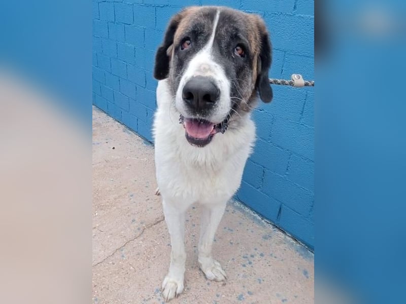 SALSA- Die freundliche und soziale Hündin