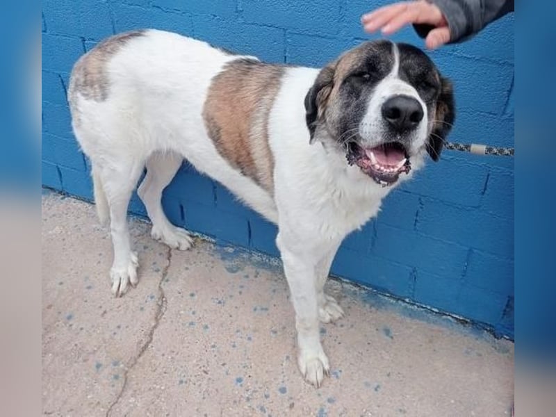 SALSA- Die freundliche und soziale Hündin