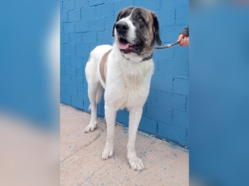 SALSA- Die freundliche und soziale Hündin