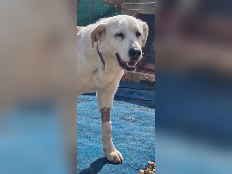 Große Dame, kleines Herzblatt - liebevolle Hündin sucht Heim mit kleinem Hund