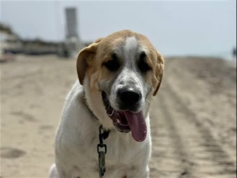 Benson (Spanien) – ein liebevoller Familienhund