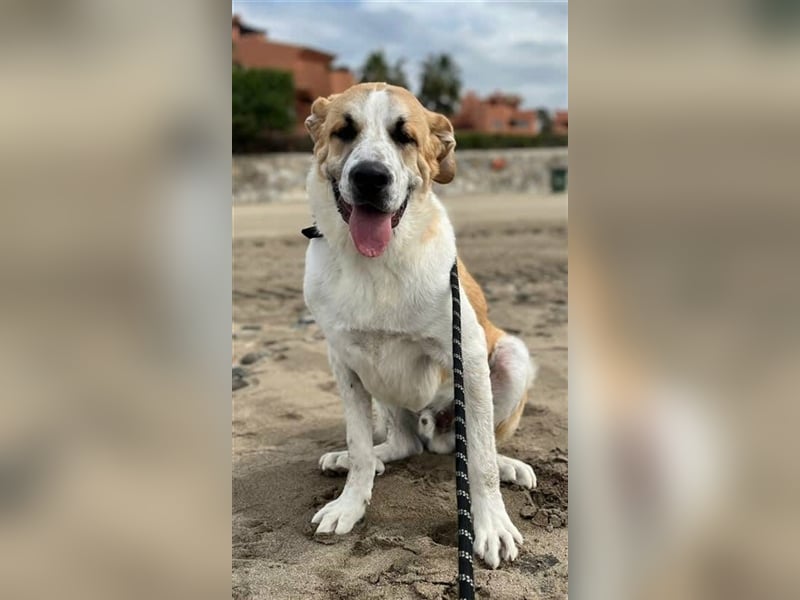 Benson (Spanien) – ein liebevoller Familienhund