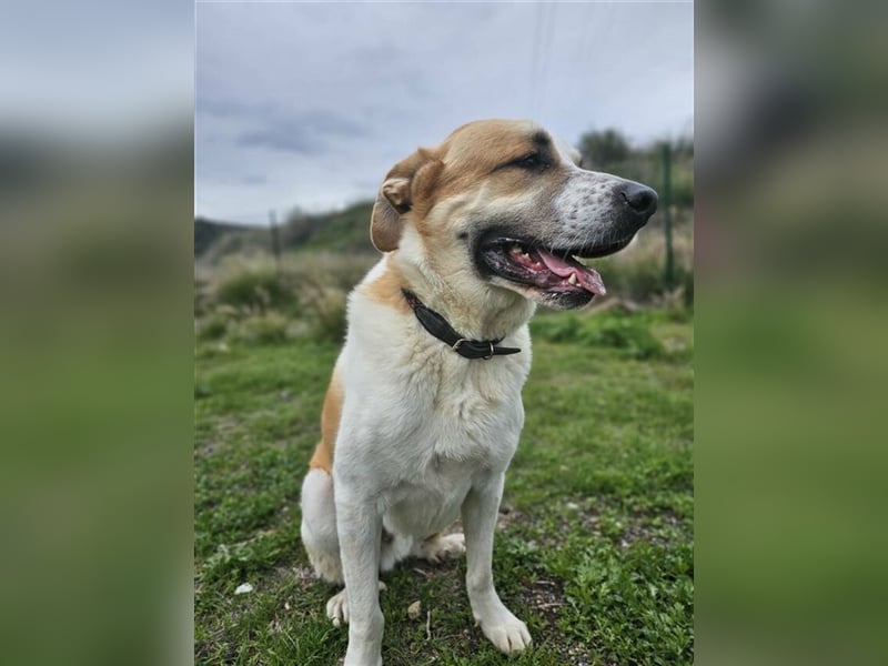 Benson (Spanien) – ein liebevoller Familienhund