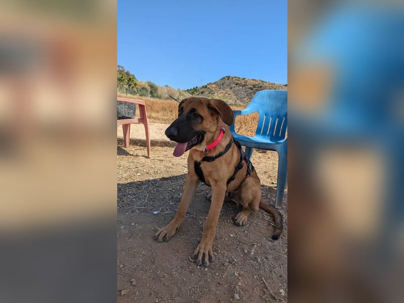 Cali (Spanien) – junger Mastín-Mischling auf der Suche nach seinem Für-immer-Zuhause
