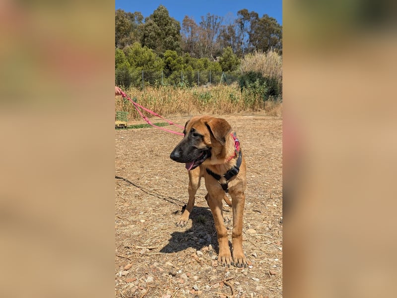 Cali (Spanien) – junger Mastín-Mischling auf der Suche nach seinem Für-immer-Zuhause