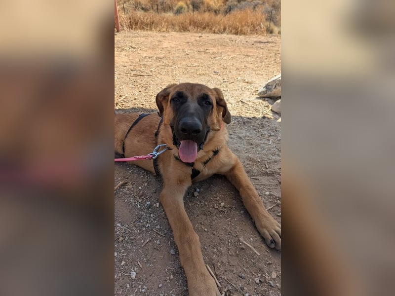 Cali (Spanien) – junger Mastín-Mischling auf der Suche nach seinem Für-immer-Zuhause