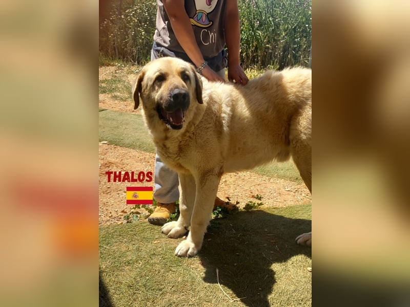 Thalos,geb.01/19,gemütlicher Mastin Espanol sucht seine Familie