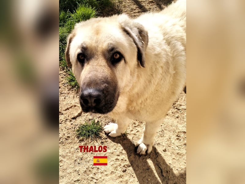 Thalos,geb.01/19,gemütlicher Mastin Espanol sucht seine Familie