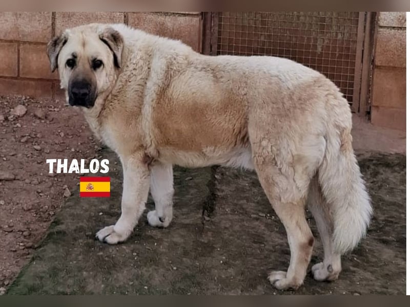 Thalos,geb.01/19,gemütlicher Mastin Espanol sucht seine Familie