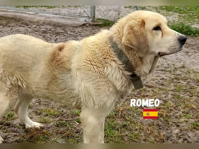 Romeo,geb.11/21,gemütlicher Mastin Espanol sucht seine Familie