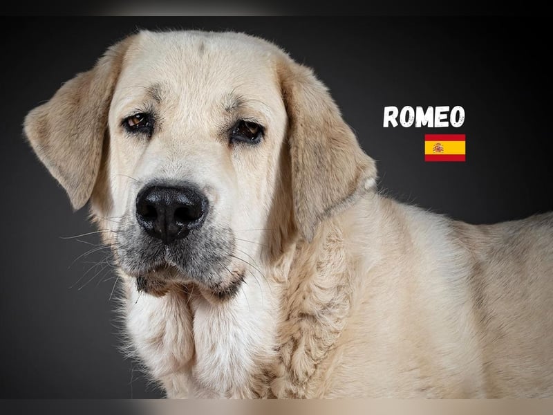 Romeo,geb.11/21,gemütlicher Mastin Espanol sucht seine Familie