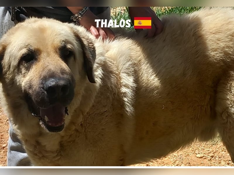 Thalos,geb.01/19,gemütlicher Mastin Espanol sucht seine Familie