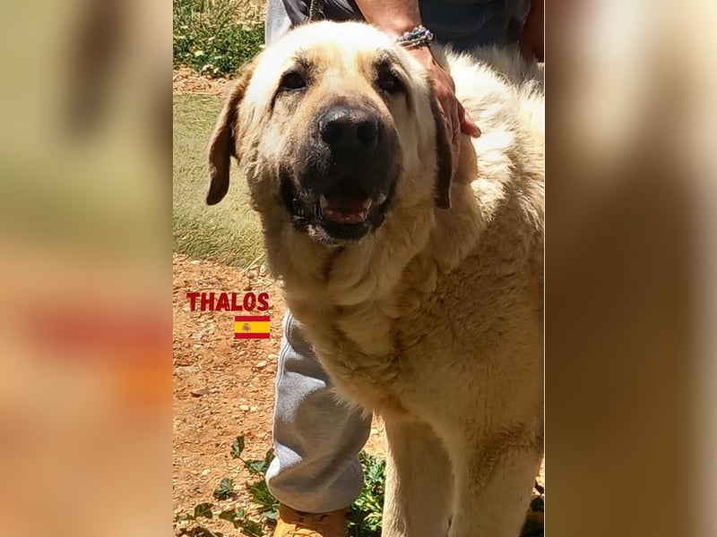 Thalos,geb.01/19,gemütlicher Mastin Espanol sucht seine Familie