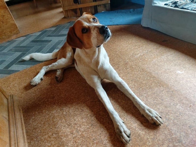 Buddy - Rüde in Deutschland