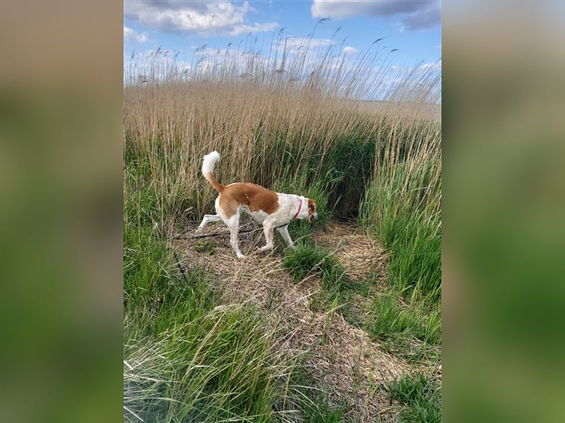 Buddy - Rüde in Deutschland