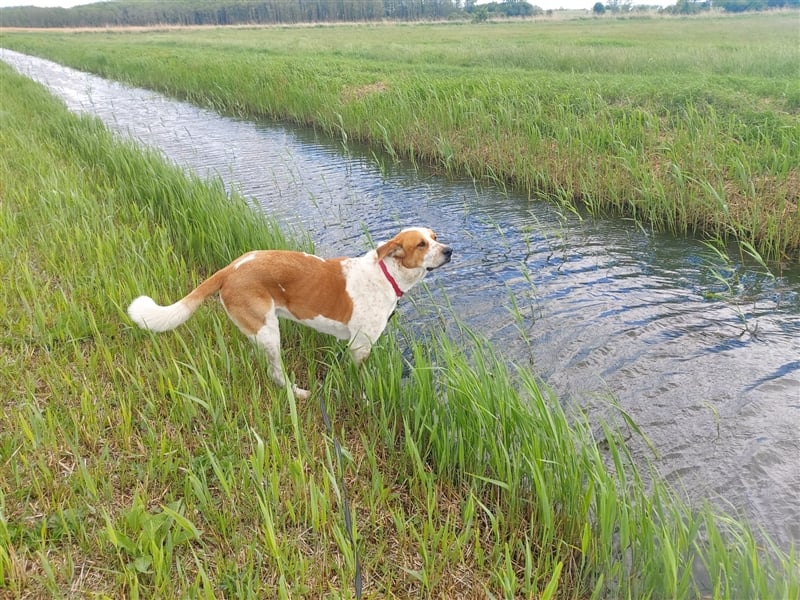 Buddy - Rüde in Deutschland