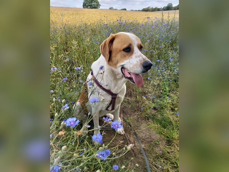 Buddy - Rüde in Deutschland