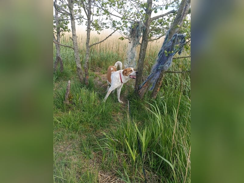 Buddy - Rüde in Deutschland