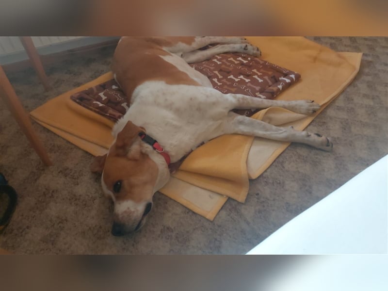 Buddy - Rüde in Deutschland