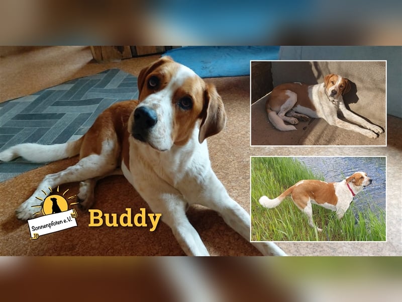 Buddy - Rüde in Deutschland