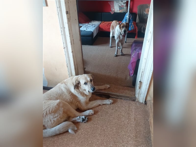 Buddy - Rüde in Deutschland