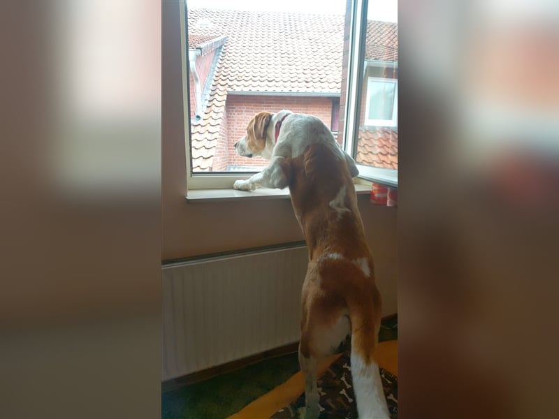 Buddy - Rüde in Deutschland