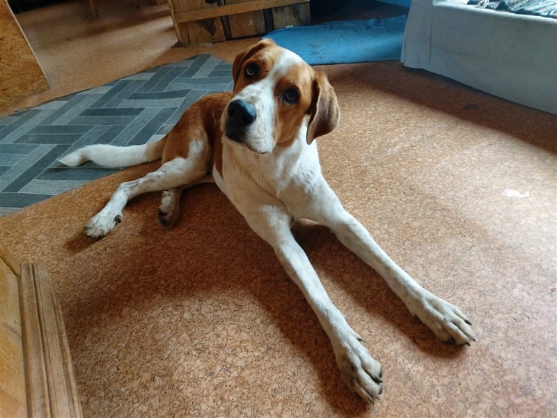 Buddy - Rüde in Deutschland