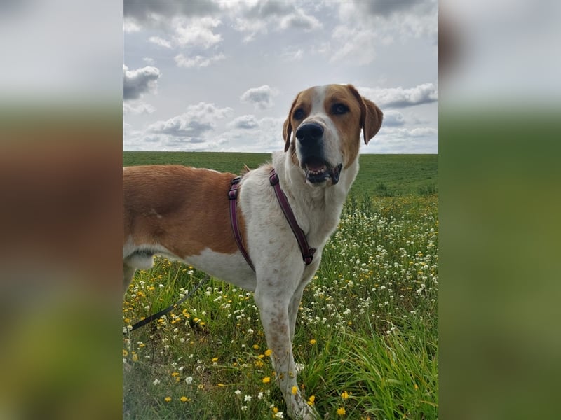Buddy - Rüde in Deutschland