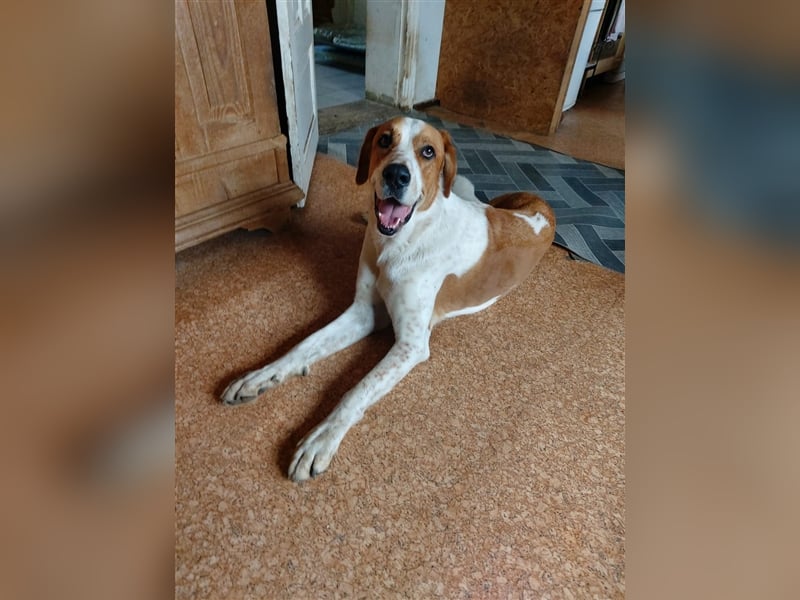 Buddy - Rüde in Deutschland
