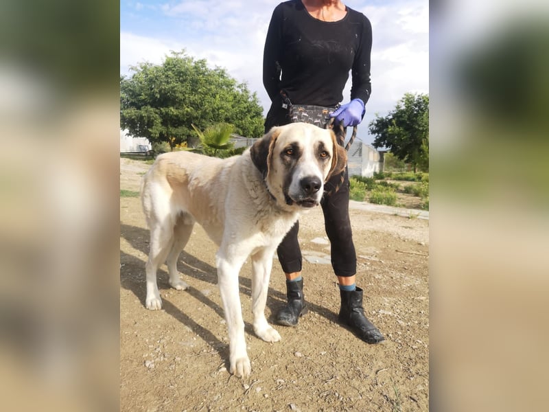 Pancho, ein zarter großer Rüde